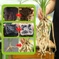 🌱 ¡COMPRA 2 LLEVA 3! ✨ Fertilizante de Enraizamiento Rápido - Estimula el Crecimiento de Raíces Fuertes en Plantas y Esquejes 🌿🔬