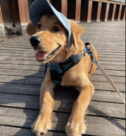 🔥 50 % DE DESCUENTO – Capucha de protección solar para perros al aire libre, ligera y transpirable 🌞🐶