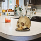 💀 50% DE DESCUENTO ! 🔥 Soporte para Cuchillos con Forma de Calavera en Resina - Diseño Único y Estable para Cocina o Colección 🍴✨