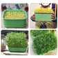 🌱 ¡COMPRA 3 LLEVA 4! ✨ Caja de Cultivo de Judías Germinadas Apilable - Kit de Huerto Urbano Multinivel para Brotes Frescos en Casa 🏡🥗