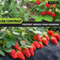💐50% DE RÉDUCTION ! Toile anti-mauvaises herbes biodégradable – Innovation 2026 pour potager et jardin 🪴🌟【Offre Limitée】
