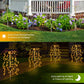 💐🌼🪴 OFFRE LIMITÉE -50% ! Lumières Décoratives de Jardin Solaires – 100 LED, IP55 & Installation Facile (Blanc/Multicolore, 60 cm)