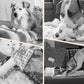 Balle Rebondissante Interactive pour Chien