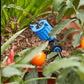 Kit d'irrigation goutte à goutte avec goutteurs réglables