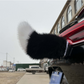 Queue de voiture électrique télécommandée en peluche