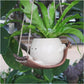 💝Playful Round Planter
