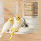 📢 -50% !! ⏰ Mangeoire et Abreuvoir Automatique 2-en-1 pour Cage à Oiseaux – Système par Gravité, Réservoirs Transparents & Fixation Ajustable – Idéal pour une Alimentation Continue et Hygiénique 🐦